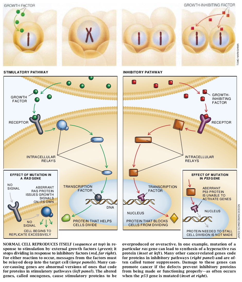 The Genetic Basis of Cancer-03.jpg