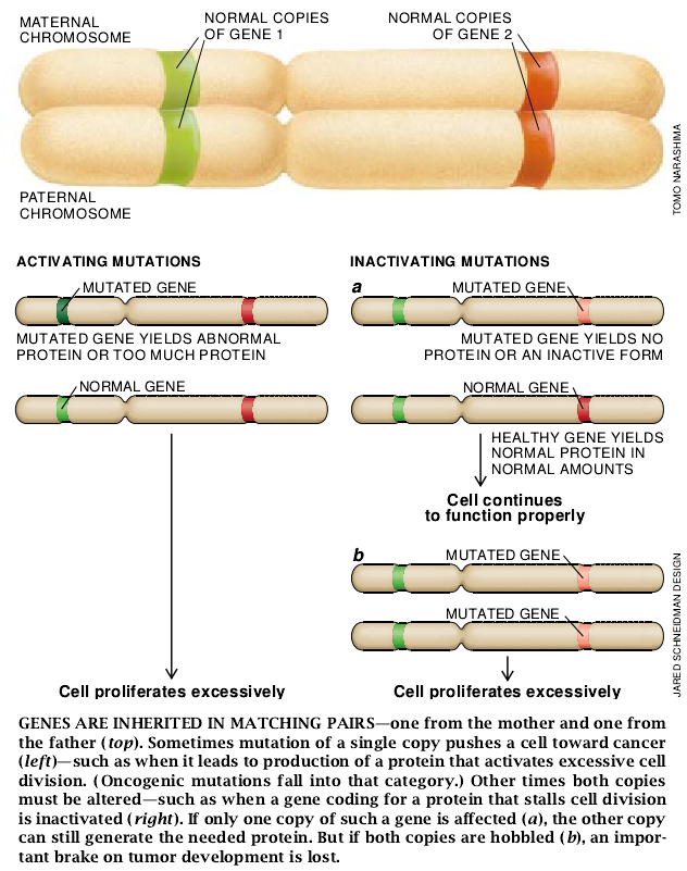 The Genetic Basis of Cancer-04.jpg