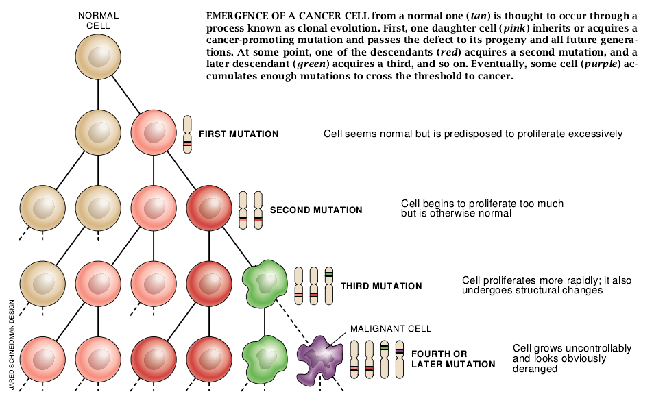 The Genetic Basis of Cancer-05.jpg