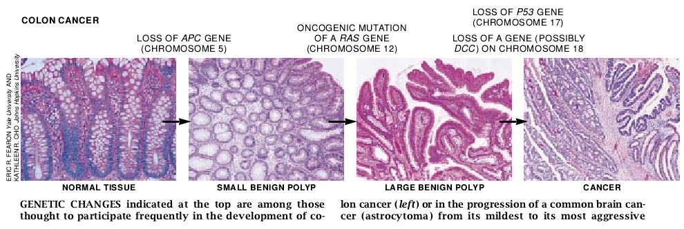 The Genetic Basis of Cancer-06.jpg