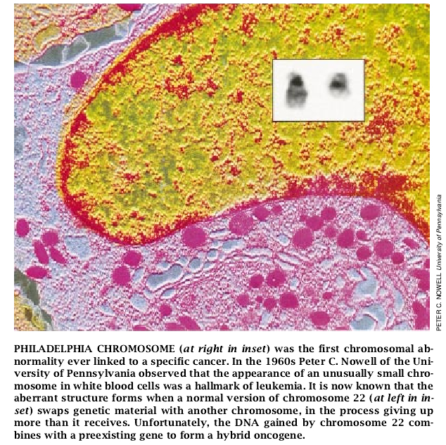 The Genetic Basis of Cancer-07.jpg