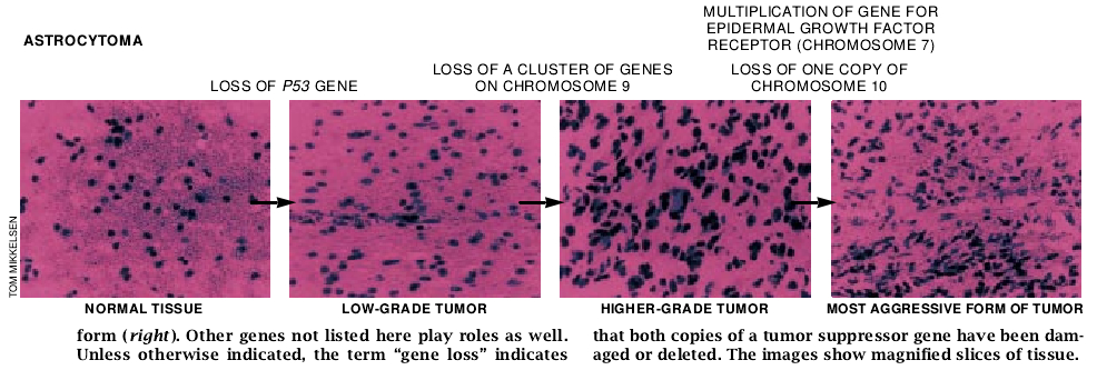 The Genetic Basis of Cancer-08.jpg