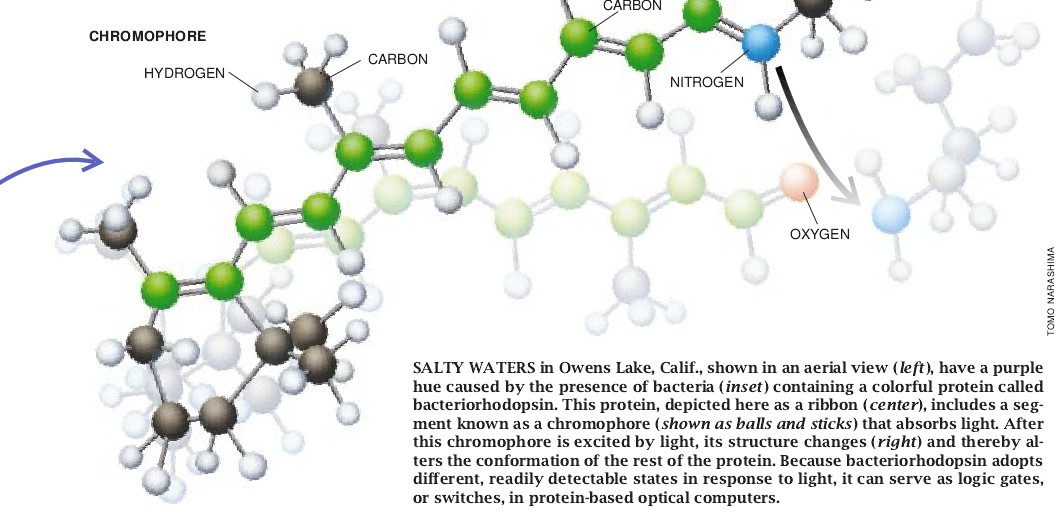 Protein-Based Computers-02.jpg