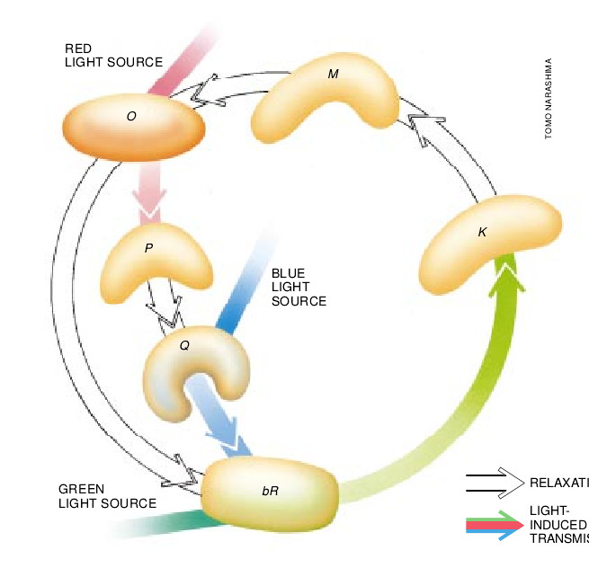 Protein-Based Computers-03.jpg