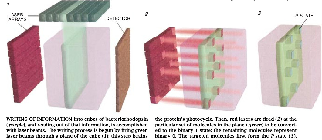 Protein-Based Computers-05.jpg