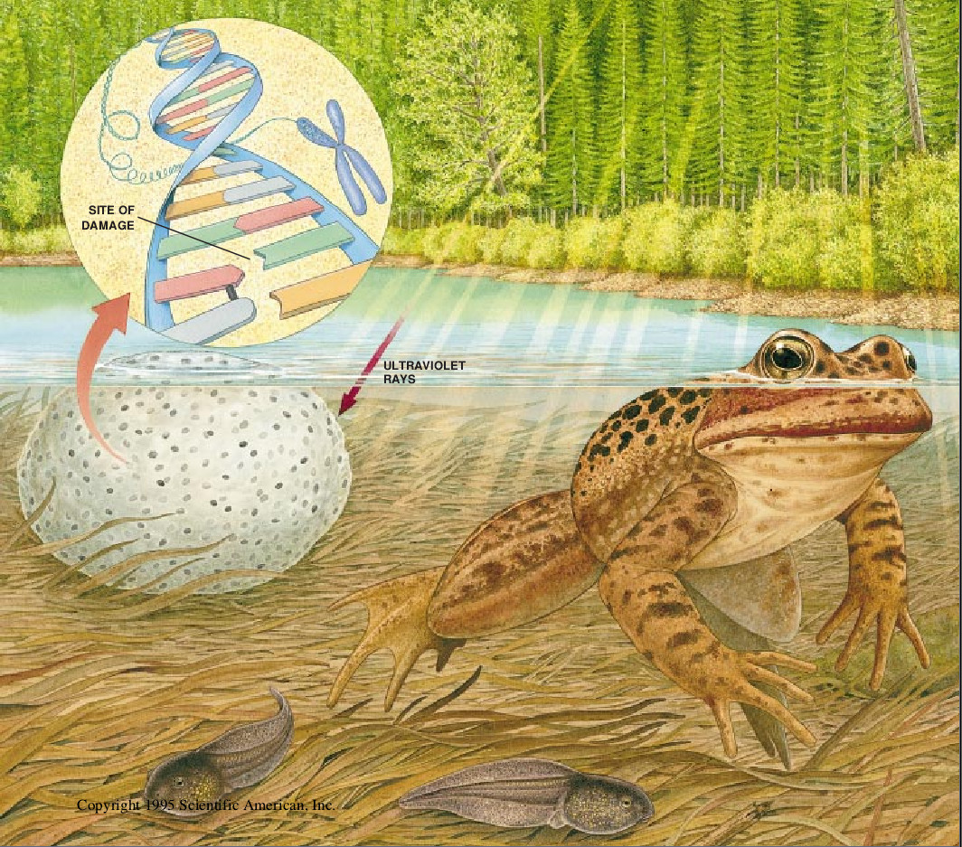 The Puzzle of Declining Amphibian Populations-02.jpg