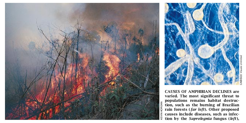 The Puzzle of Declining Amphibian Populations-03.jpg