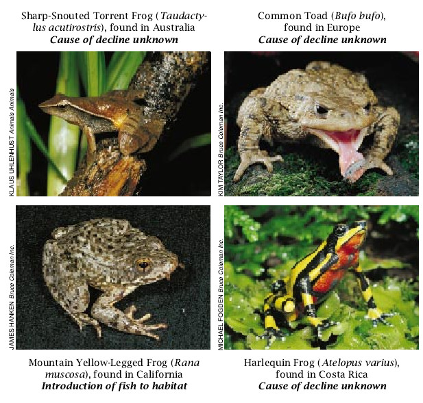 The Puzzle of Declining Amphibian Populations-05.jpg
