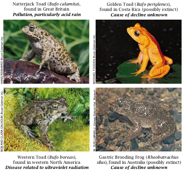 The Puzzle of Declining Amphibian Populations-08.jpg