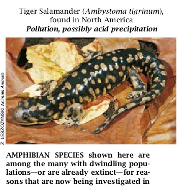 The Puzzle of Declining Amphibian Populations-06.jpg