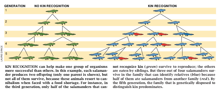Kin Recognition-05.jpg