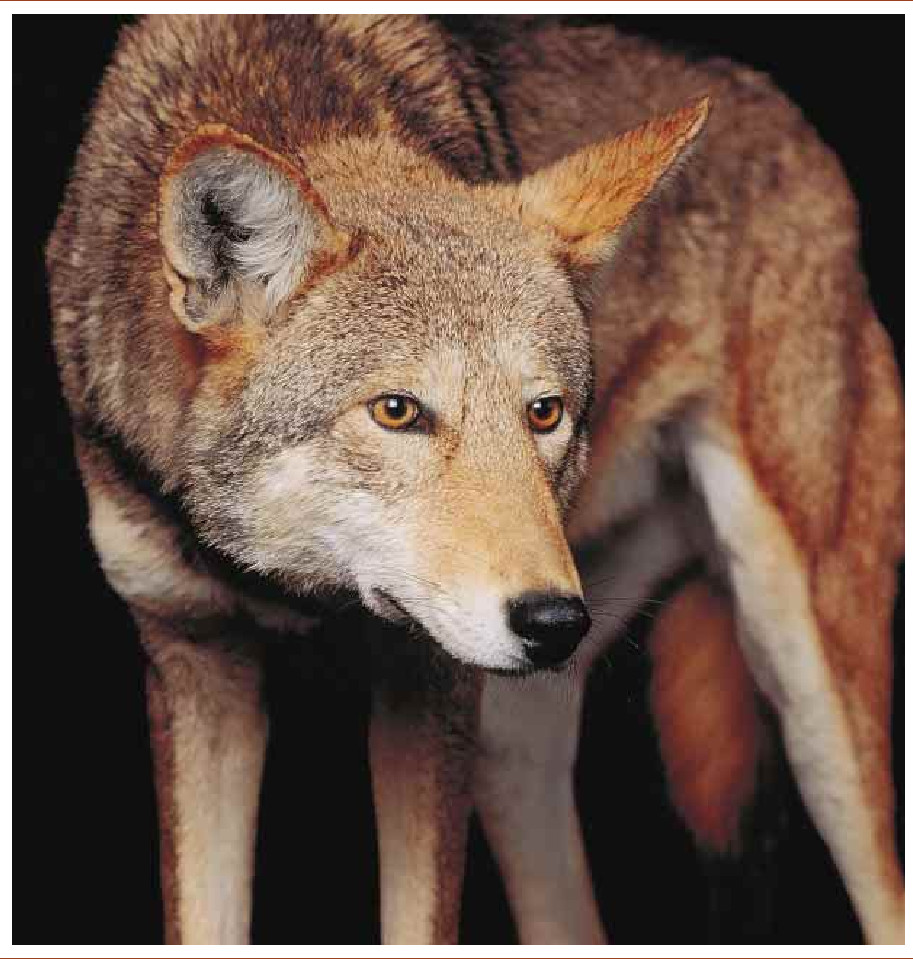 The Problematic Red Wolf-01.jpg