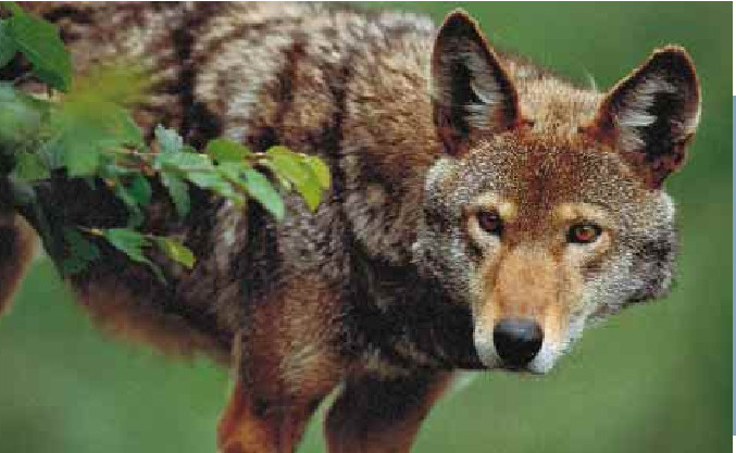 The Problematic Red Wolf-02.jpg