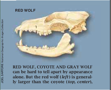 The Problematic Red Wolf-03.jpg