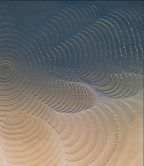 微生物的技艺 4.png