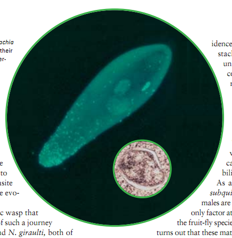 细菌性新物种 3.png