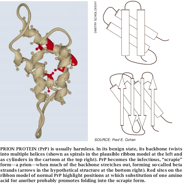 The Prion Diseases-05.jpg
