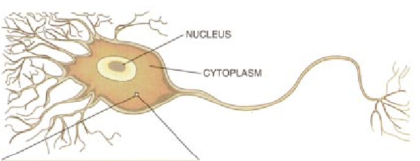 The Prion Diseases-06.jpg