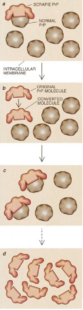 The Prion Diseases-07.jpg