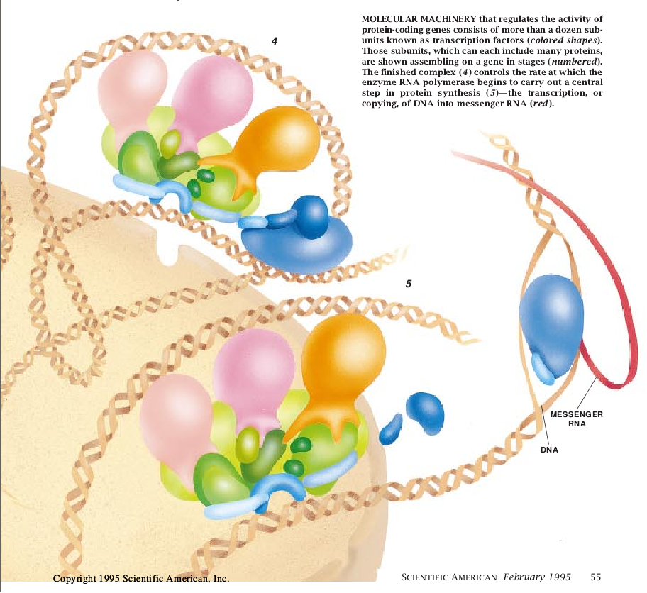 Molecular Machines That Control Genes-02.jpg