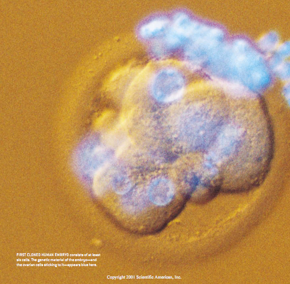 首例人类克隆胚胎 1.png