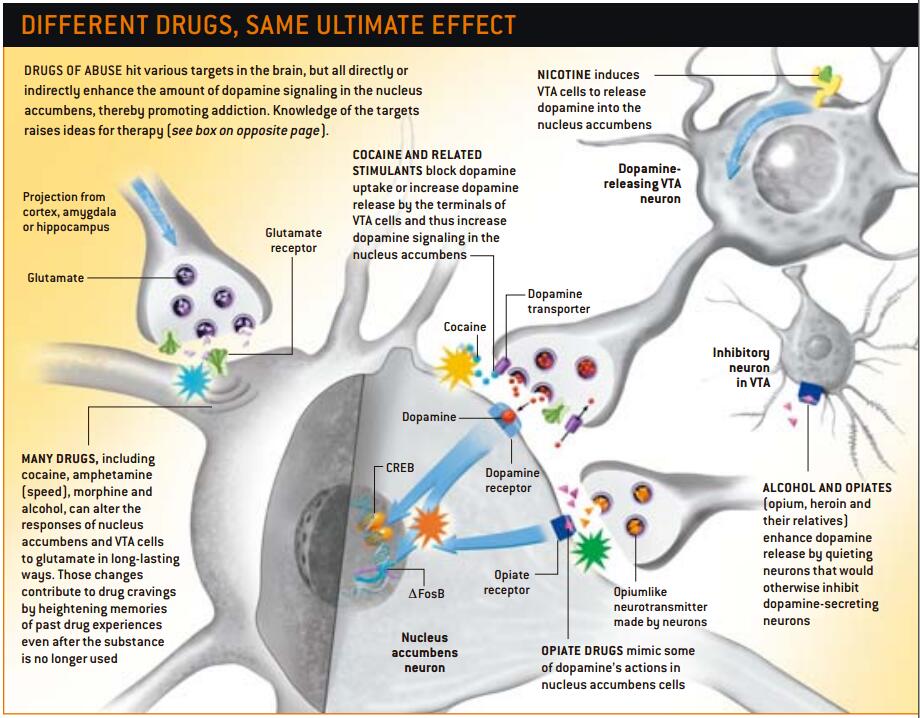 毒瘾与大脑7.jpg
