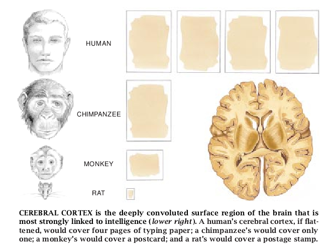 The Emergence of Intelligence-02.jpg