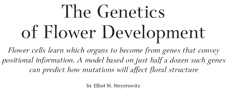 The Genetics of Flower Development.jpg