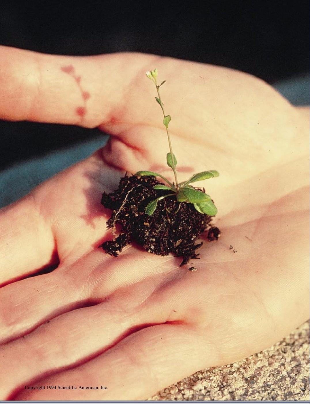 The Genetics of Flower Development-00.jpg