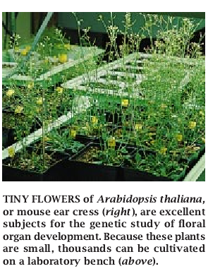The Genetics of Flower Development-01.jpg