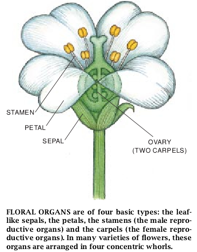 The Genetics of Flower Development-02.jpg