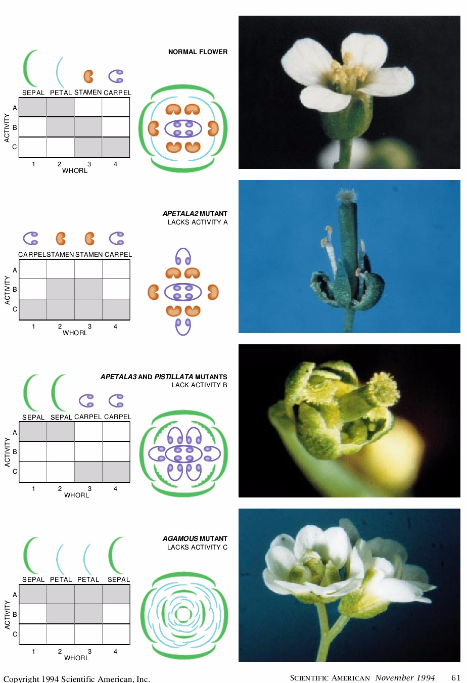 The Genetics of Flower Development-04.jpg