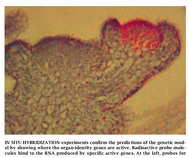 The Genetics of Flower Development-06.jpg