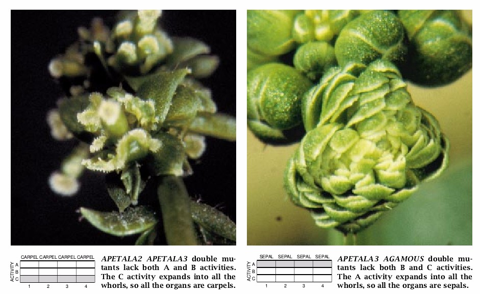 The Genetics of Flower Development-05.jpg