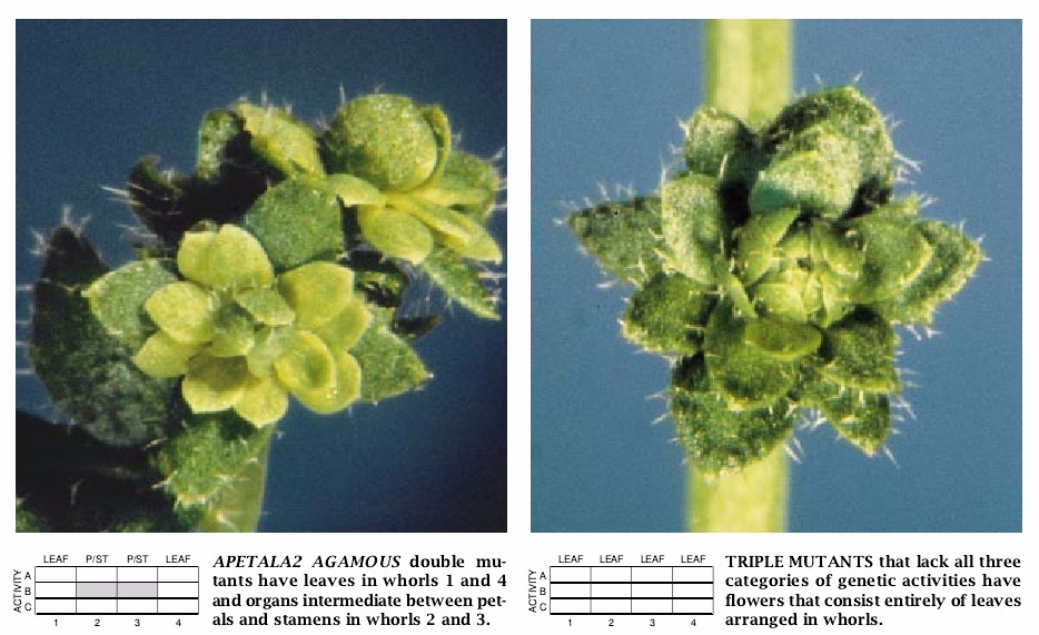 The Genetics of Flower Development-07.jpg