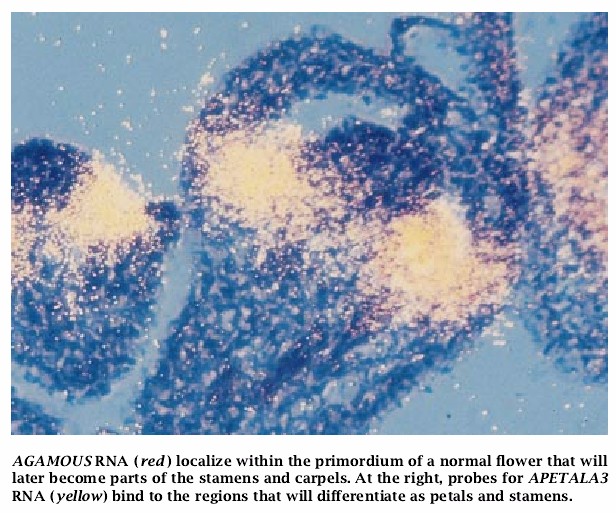 The Genetics of Flower Development-08.jpg