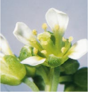 The Genetics of Flower Development-09.jpg