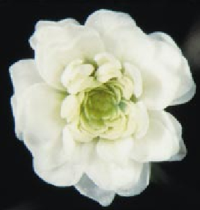 The Genetics of Flower Development-10.jpg