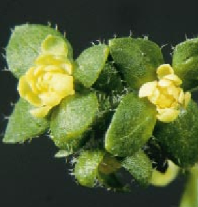The Genetics of Flower Development-11.jpg