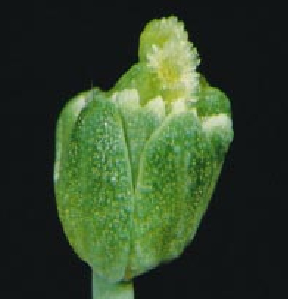 The Genetics of Flower Development-12.jpg