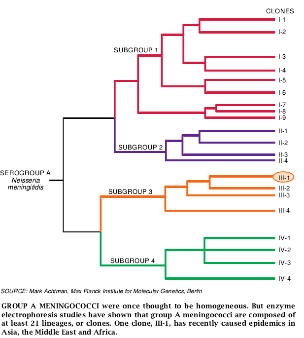 Cerebrospinal Meningitis Epidemics-07.jpg