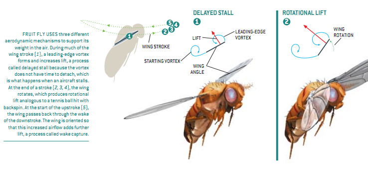 昆虫飞行的奥秘4.png