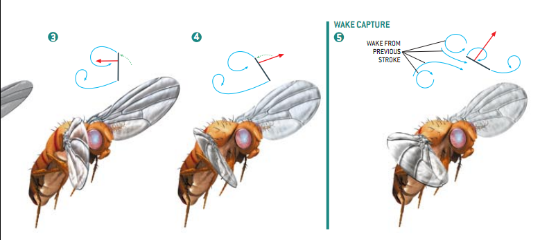 昆虫飞行的奥秘6.png