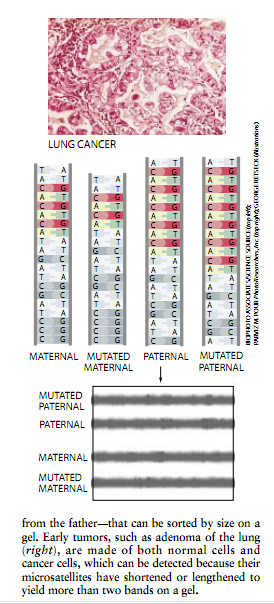 DNA微随体 4.png