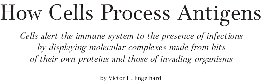 How Cells Process Antigens.jpg