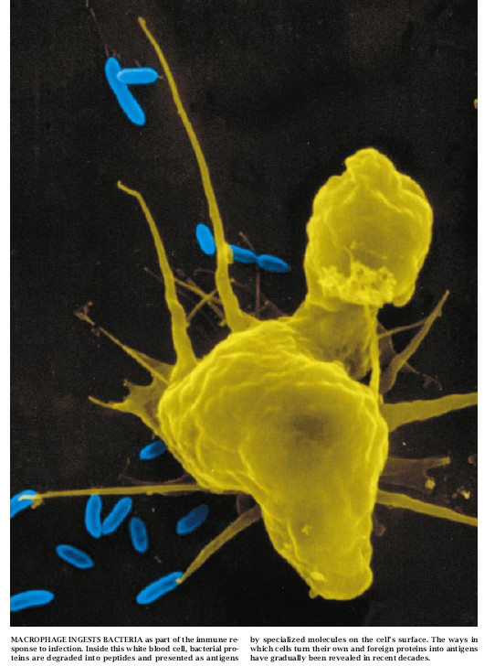 How Cells Process Antigens-01.jpg