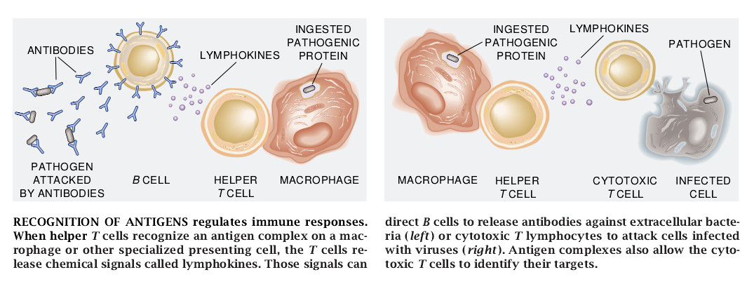 How Cells Process Antigens-02.jpg