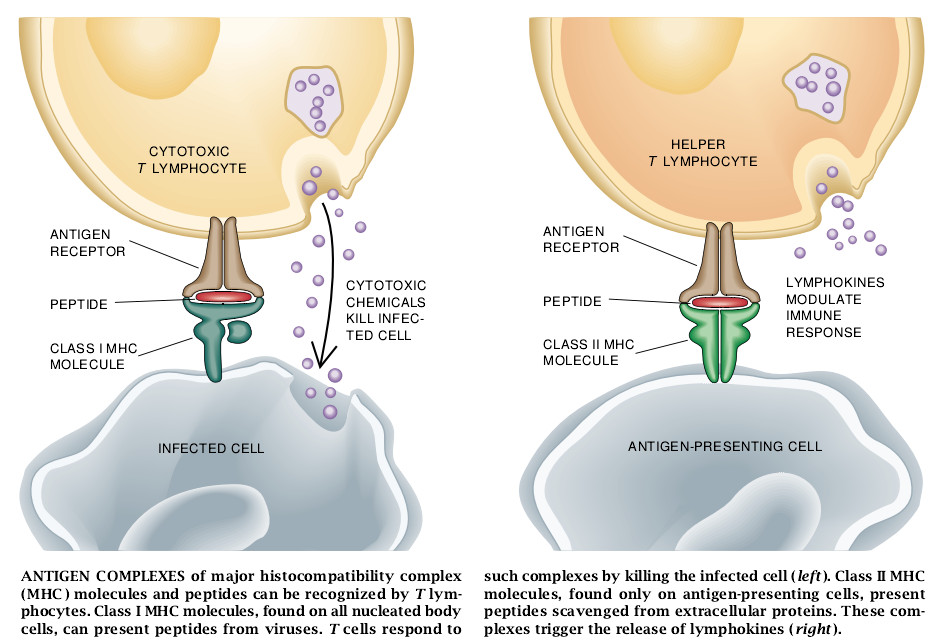 How Cells Process Antigens-03.jpg