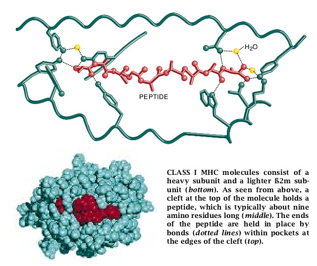 How Cells Process Antigens-04.jpg