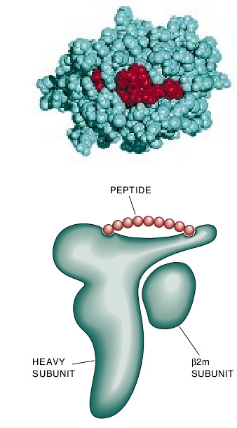 How Cells Process Antigens-05.jpg